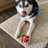 LokiTheHusky70