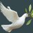 white_dove_8